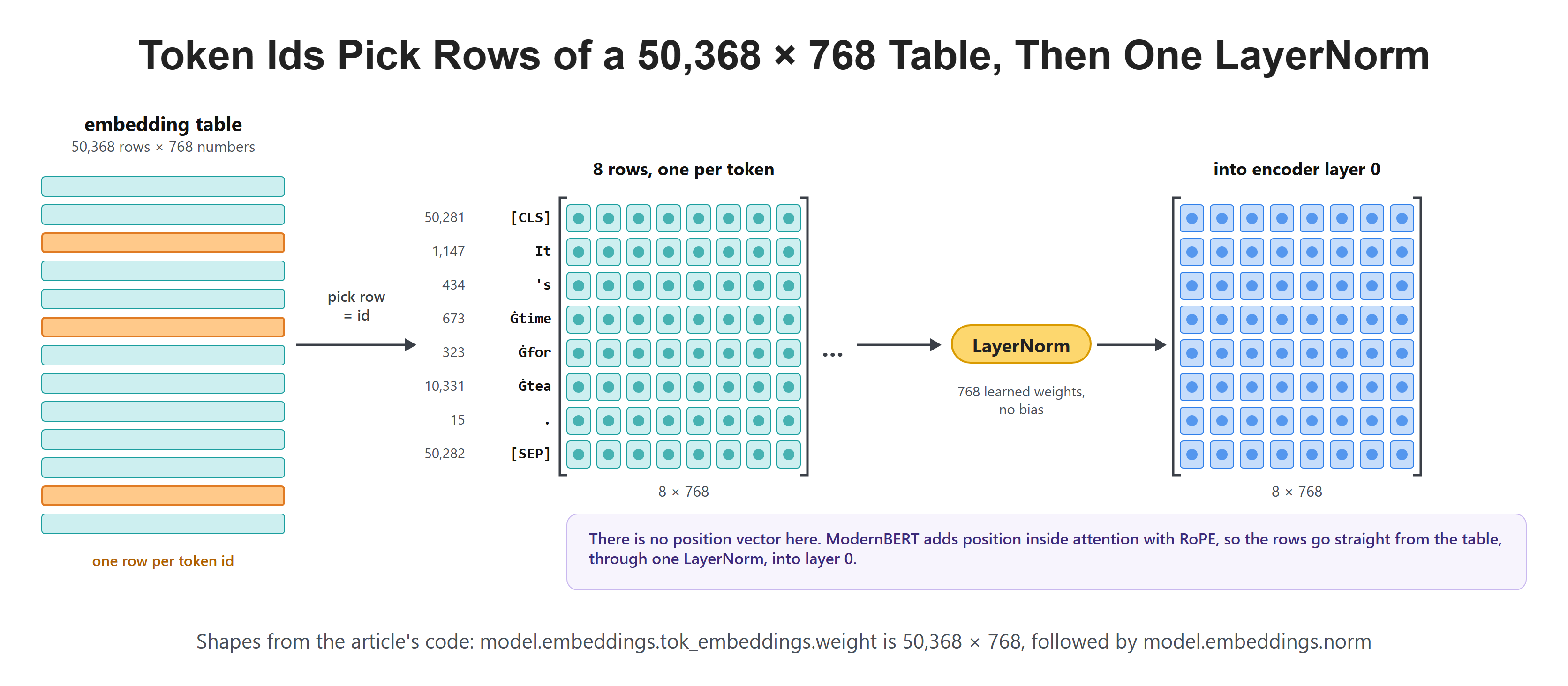 Token Ids Pick Rows of a 50,368 × 768 Table, Then One LayerNorm